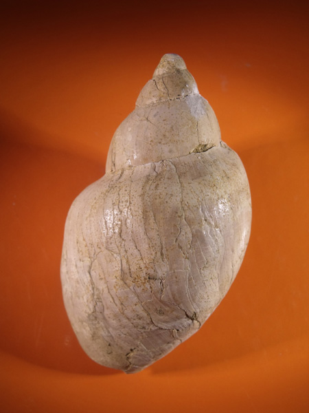 Ampulla priamus